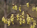 히어리 [Corylopsis glabrescen..