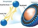 Liposome