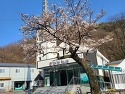 교회 벚꽃 풍경(2022-03-29)