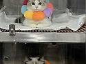 제주 고양이 집사님들 병원 후기 공유해요~~야용^^