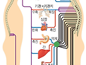 최신 미병의학 108강 - Ⅳ. 자율신경의 길항작용과 개인의 체질적 특성