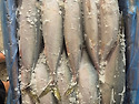 🐟 제주산 참..