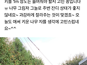 울타리-측백나무