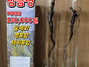 흑!도라지,가시오가피,황철..