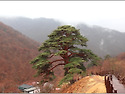 시_지리산 천년송 봄 길에서,이재익