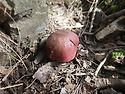 포도무당버섯