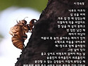 시선