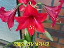 아마 릴스 꽃