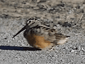 Scolopax minor