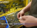 伴侶 動物 가오리