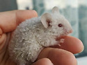 Rex mouse