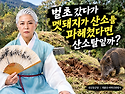 벌초 갔다가 멧돼지가 산소를 파헤쳤다면, 산소탈일까?