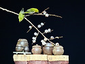 고염(동박새)