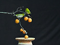 돌배2(동박새)