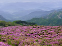 황매산철쭉4