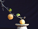 배1(동박새)