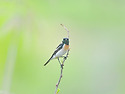 검은딱새숫컷1(휴식장면)