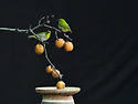 돌배2(동박새)