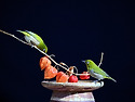 꽈리열매(동박새)