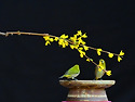 개나리(동박새)