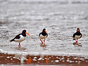 검은머리물떼새(먹이활동장면)