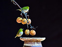 돌배1(동박새)