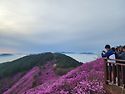 천주산(진달래)