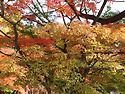 경주시 계림숲 만추(晩秋)풍경.