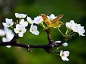 시어삼보(時於參步)