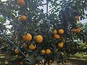 가정용 황금향.노지감귤