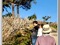 고흥 대화매원의 막바지 매화