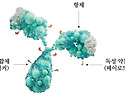 건강 : 표적 암에 붙어 정밀 타격 ‘A..