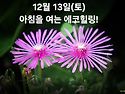 12월 13일(토)아침을 여는 건강한 에코힐링(글 전체보기는 글주소 클릭!)