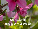 5월 16일(금)아침을 여는 건강한 에코힐링(글 전체보기는 글주소 클릭!)