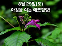 8월 29일(토)아침을 여는 건강한 에코힐링( 글 전체보기는 글주소 클릭!)