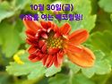 10월 30일(금)아침을 여는 건강한 에코힐링(글 전체보기는 글주소 클릭!)
