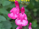 9월 15일(월)아침을 여는 건강한 에코힐링(글 전체보기는 글주소 클릭!)