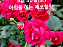 5월 30일(토)아침을 여는 건강한 에코힐링(글 전체보기는 글주소 클릭!)