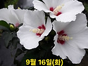 9월 16일(화)아침을 여는 건강한 에코힐링(글 전체보기는 글주소 클릭!)