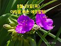 5월 28일(목)아침을 여는 건강한 에코힐링(글 전체보기는 글주소 클릭!)