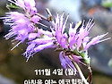 11월 4일(월) 아침을 여는 건강한 에코힐링(글 전체보기는 글주소 클릭!)