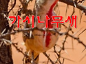 김문옥감독 영화 ‘가시나무새’ 제작,감독