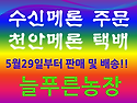 수신메론 늘푸른농장 다녀..