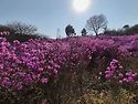2026/4/2/부천 원미산 진달래 축제