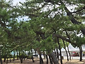 주문진 해변 솔밭