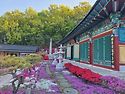 공주 금강사 철쭉