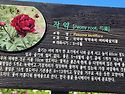 함안 칠서 청보리 작약축제