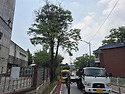 구포동 / 고사목 전도위험 제거작업