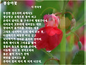봉숭아꽃