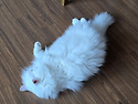 따뜻한 바닥이 좋아지는 ..